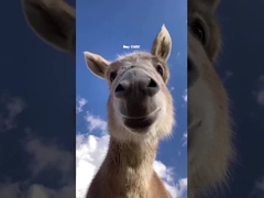 Système de gestion de la batterie au lithium de l'UPS BESS